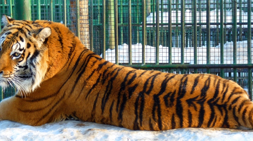 Огонь долгого брака усатых-полосатых омских супругов стал угасать