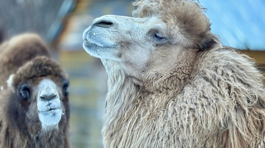 Омская верблюдица Александрия отвергает феминизм и стала чеховской «Душечкой»