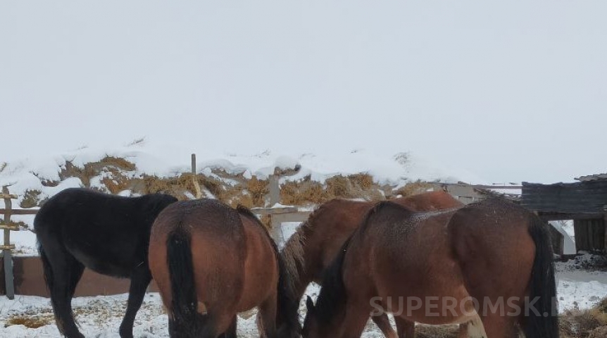 Омичка отсудила крупную сумму после столкновения с лошадью