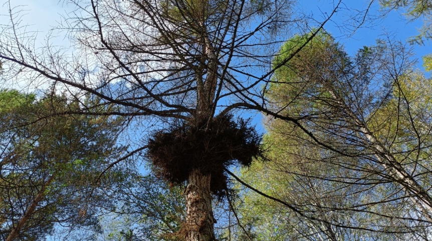 В Омской области замечен «прибрежный убийца»