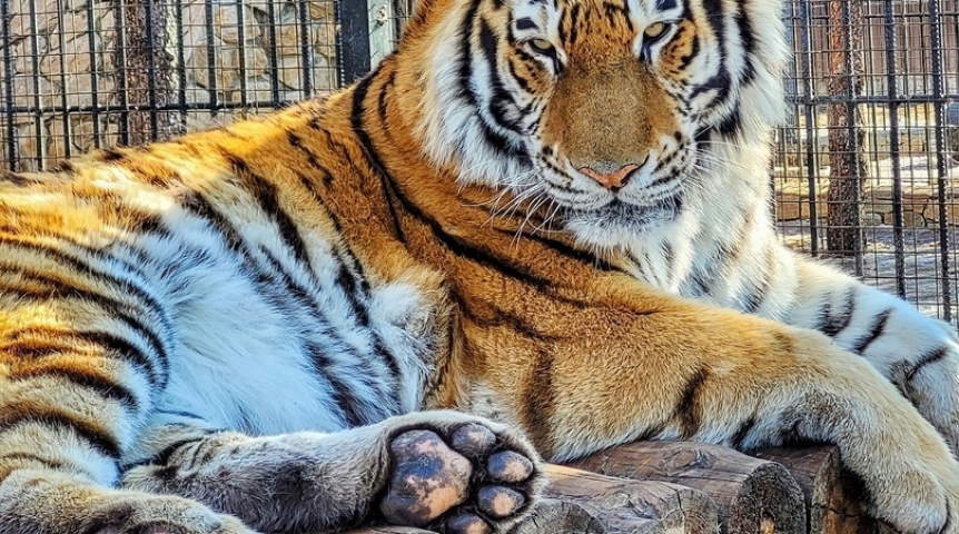 Омская пожилая тигрица Аза еще горяча и активна, а муж совсем «соскуфился»