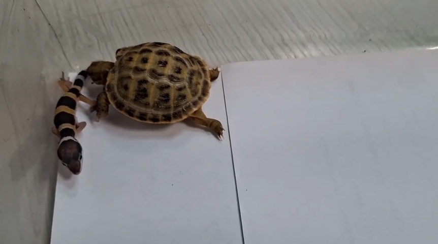 В омском зоопарке черепаха устроила «покушение» во время фотосессии