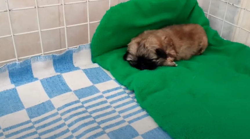 Выброшенный из-за болезни месячный щенок пекинеса Яша нашел врача, друзей и надежду в Омске