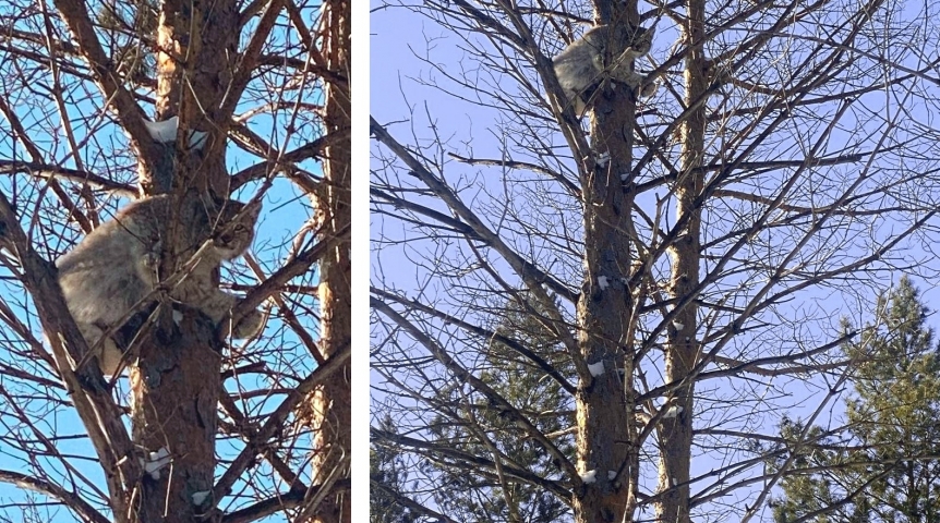 В Омской области сняли на фото очень редкого и скрытного хищника