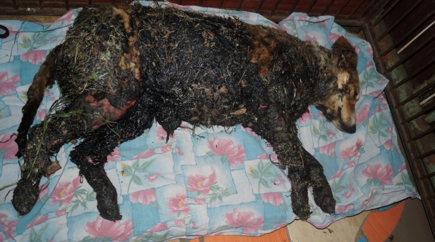 В Омске облитая мазутом собака Смолли пошла против смерти к счастью