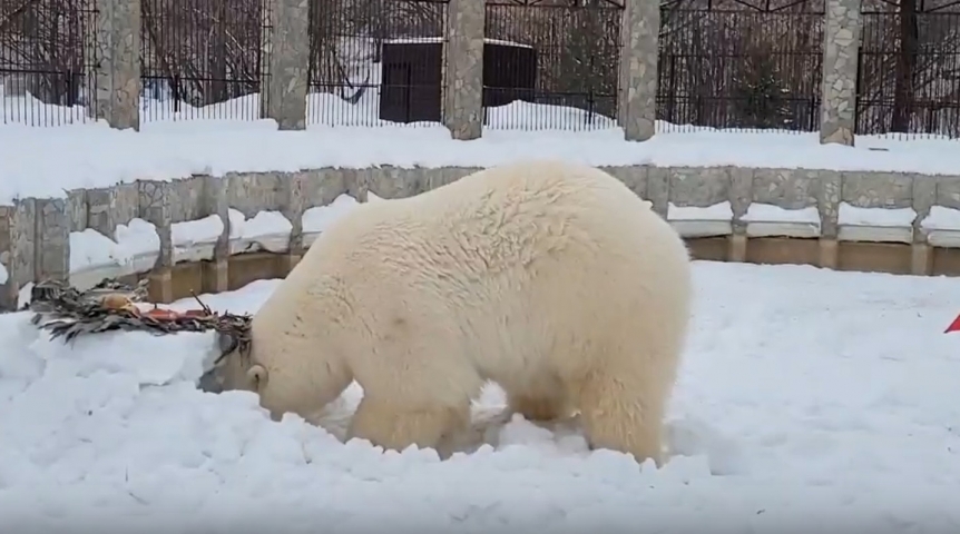 Медведица Думка из Удмуртии играючи пережила омскую зиму, купаясь в сугробах