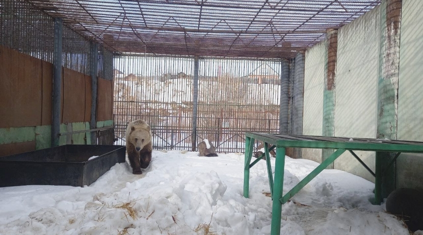 Первый проснувшийся омский медведь Макар сразу пустился в пляс