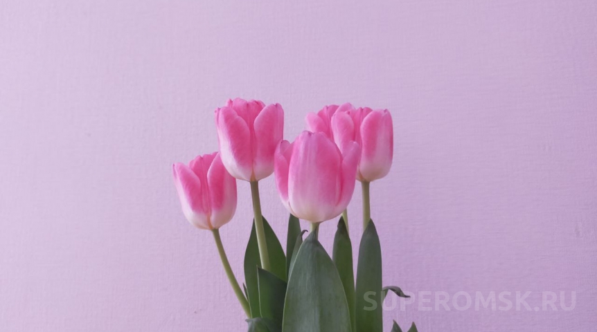 Тюльпаны в Омске дешевле или дороже, чем в соседних городах?