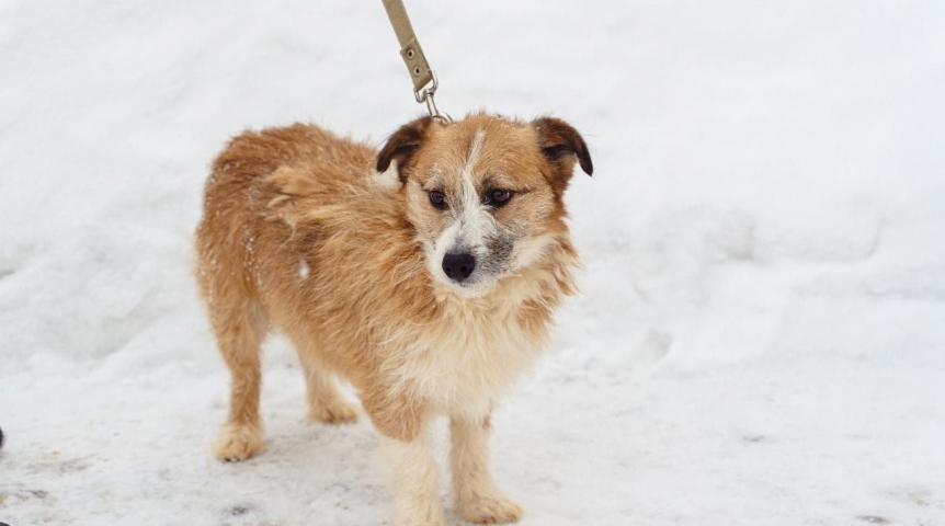 Спасенный из трубы хвостатый Омич спустя годы остается грустить в приюте без хозяина