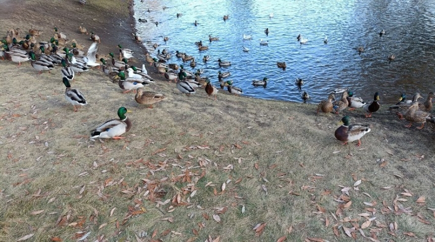 В Омскую область прилетели редкие утки