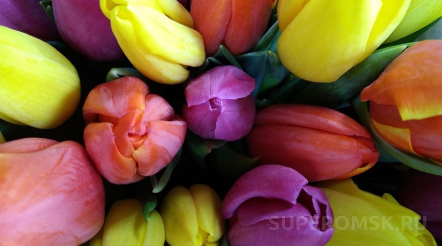 На границе Омской области перед 8 Марта задержали тысячи тюльпанов