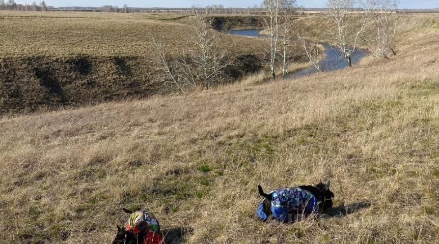 В Омской области разбушуется ветер выше разрешенной законом скорости
