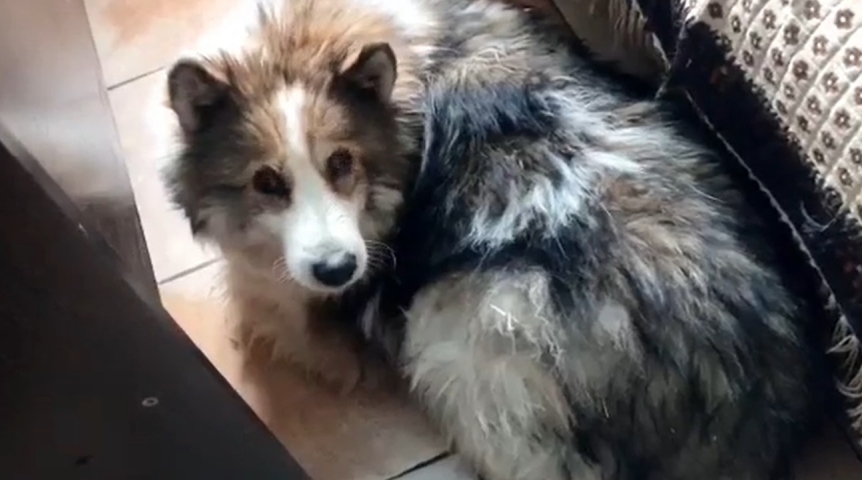 Собака Лая пережила кошмар в омском приюте из-за снятой клипсы