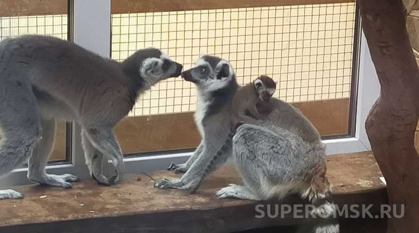 У бывшего омского холостяка лемура Томаса появилась еще одна женщина, усложняющая ему жизнь