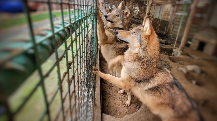 У омских волков появится новое жилье, несмотря на высокую ключевую ставку
