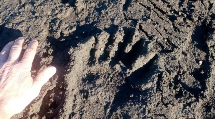 Омичи засняли следы медведя в деревне