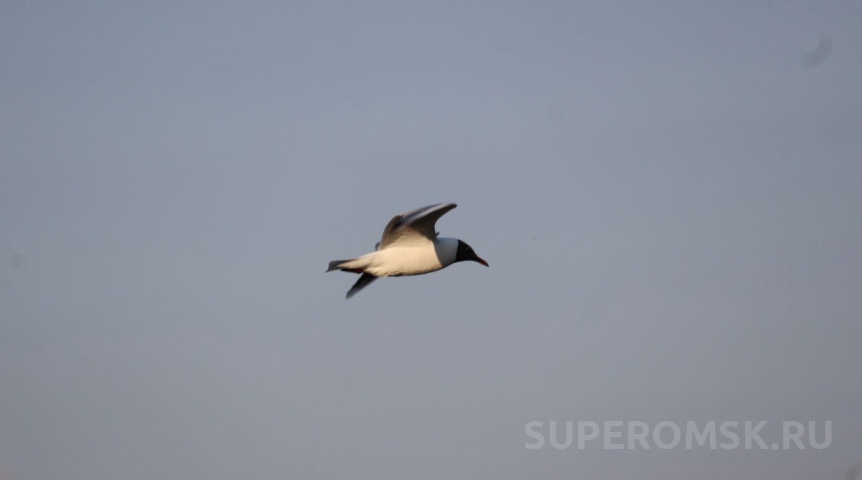 Из-за небесной помехи для омского самолета организовали расследование