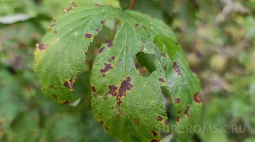 В Омск пытались завезти вирус – уничтожитель урожая