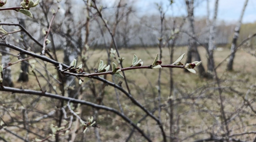 Из жары в холод: в Омской области установится неприятная погода