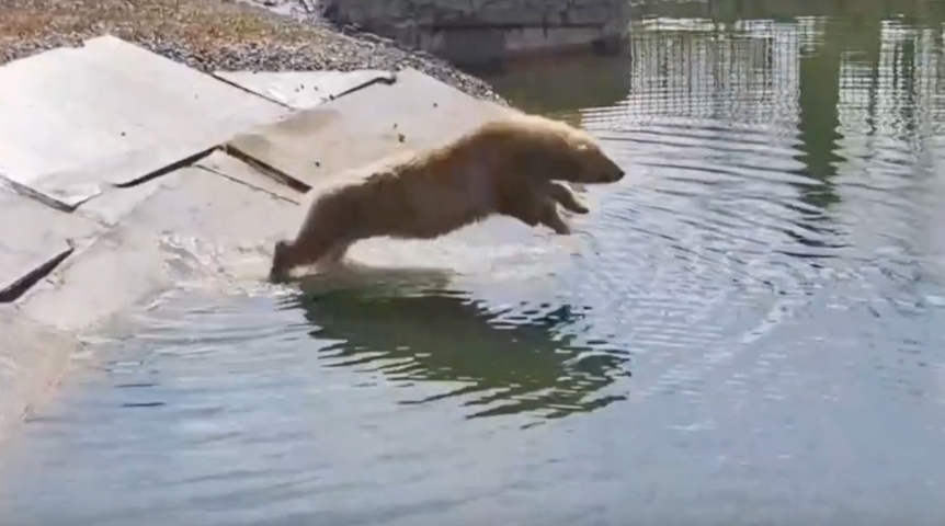 Омская медведица Думка оценила всю прелесть собственного бассейна