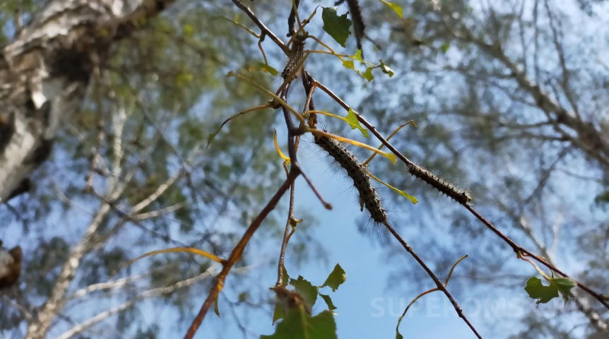 В Омской области начался сезон активности очень опасного вредителя