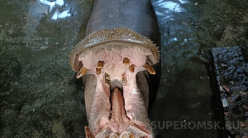 Едва держится на плаву: омичей просят не откармливать бегемота Кенинга