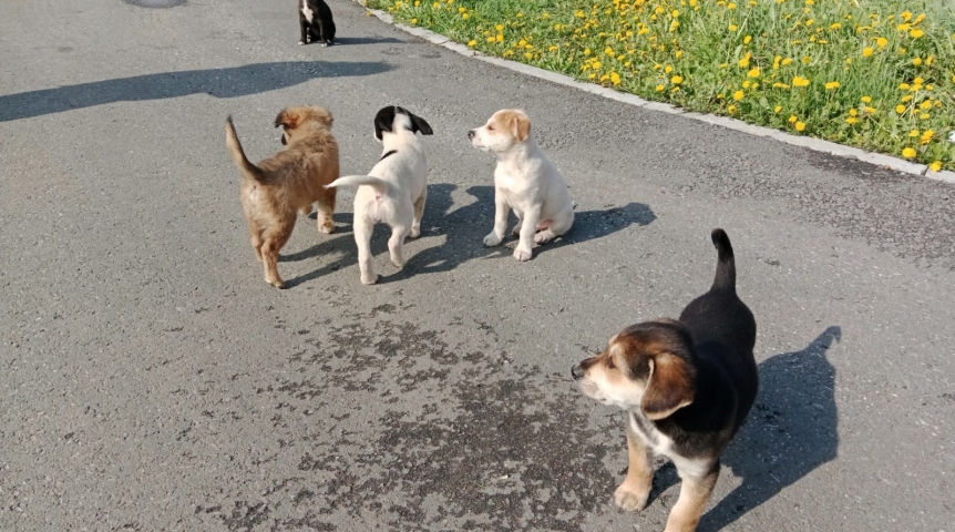 Щенок-псевдобигль возглавил стайку выброшенных под Омском собратьев и ищет дом