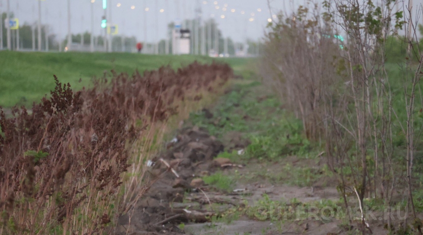 Омский Сыропятский тракт превратился в «кладбище» засохших деревьев и кустарников