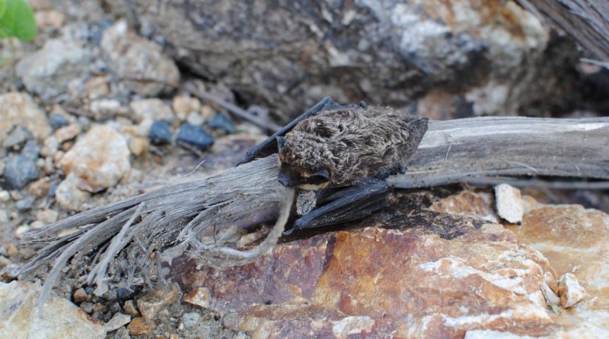 В непогоду к омичам начали массово «ломиться» неожиданные гости