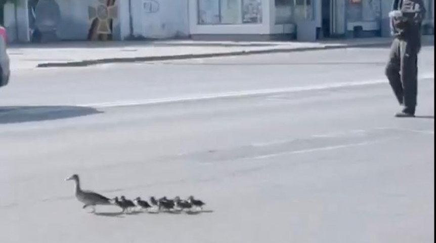 Омич остановил машины ради уток