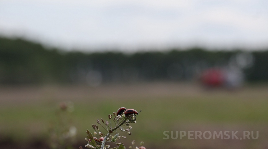 В Омской области приступили к борьбе с вторжением жуков