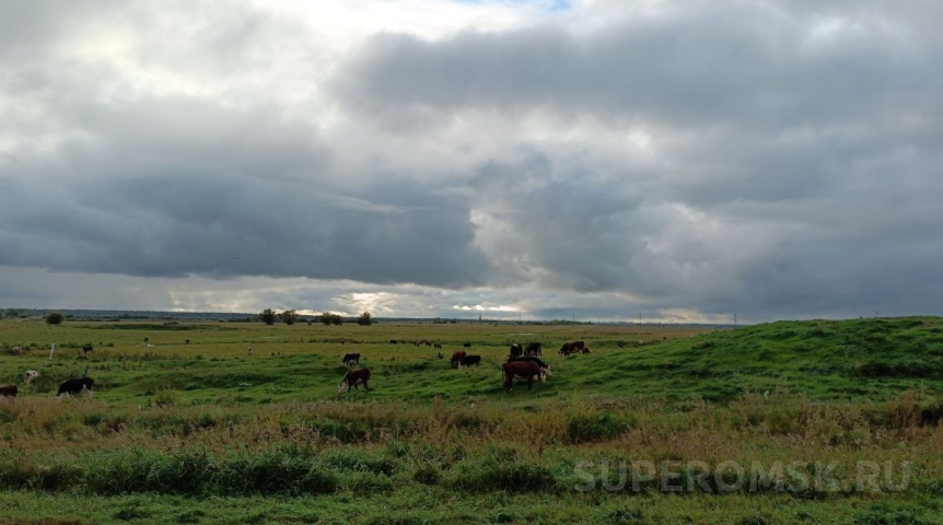 В Омской области сократилось поголовье скота