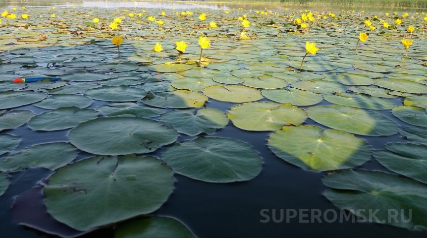 Погода в Омске и области вслед за жарой готовит новую неожиданность