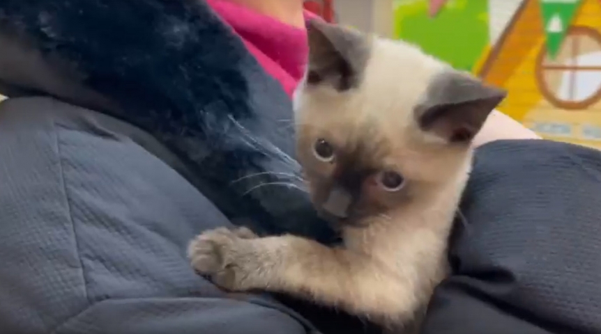 Брошенный замерзать омский котик Симон теперь дарит тепло спасителям