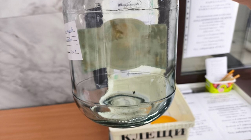 Клещи покусали за неделю более полутысячи омичей