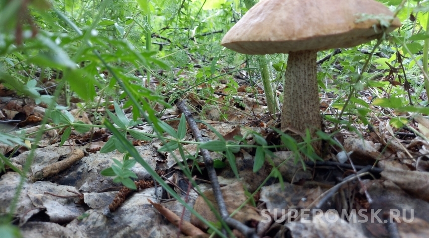 В омских лесах неожиданно рано появились вкусные летние грибы
