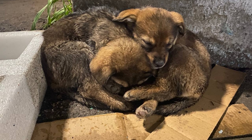 Ветеран СВО и рабочие омичи спасли щенков, выброшенных под танк
