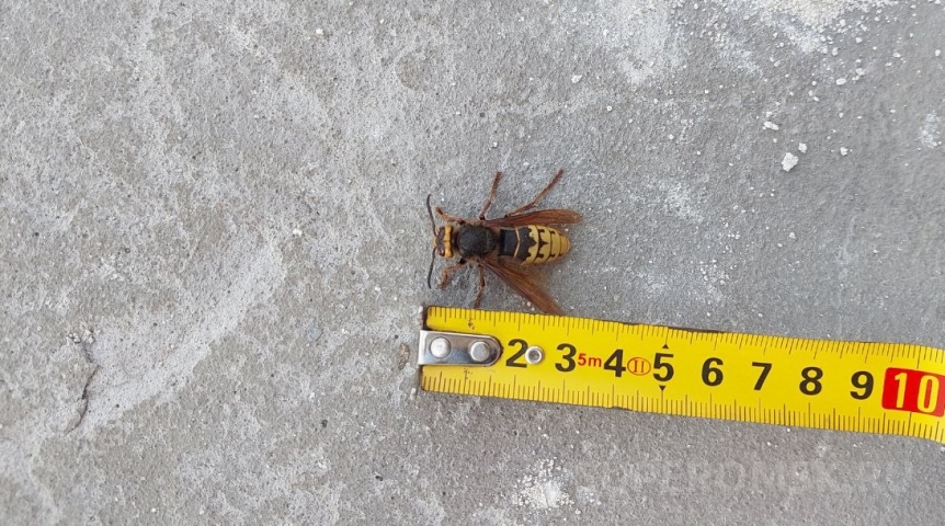 В Омске замечены огромные жалящие насекомые