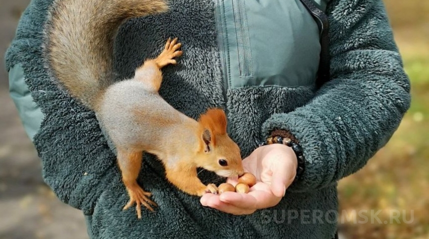 На омичей массово нападают белки-переносчики опасного вируса