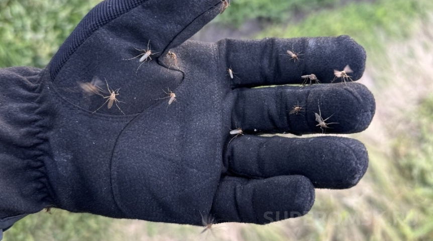 Эксперт объяснил, почему комары нападают на омичей по вечерам