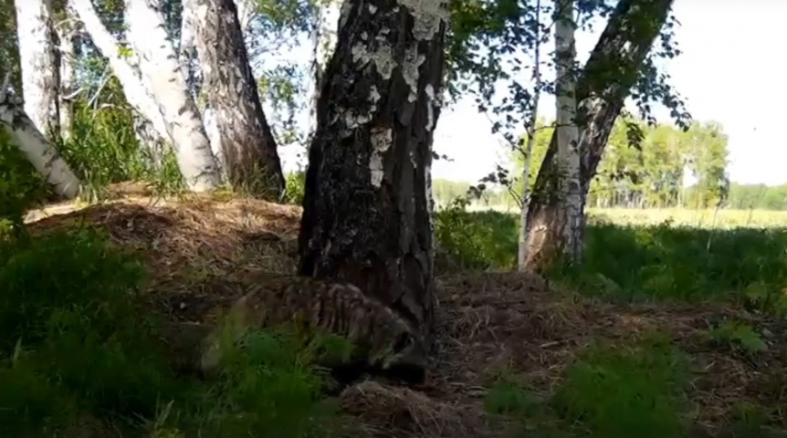 Квартирные страсти енотовидной собаки и барсука под Омском попали на видео