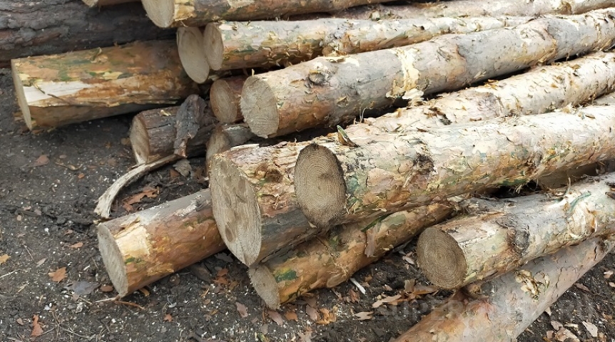 Директору омской фирмы назначили наказание за покушение на контрабанду леса