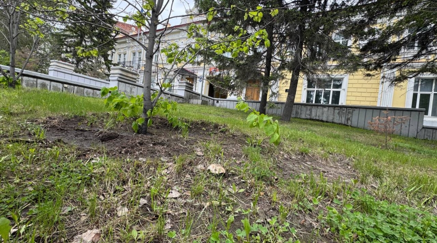 В центре Омска тоже начали расти грибы