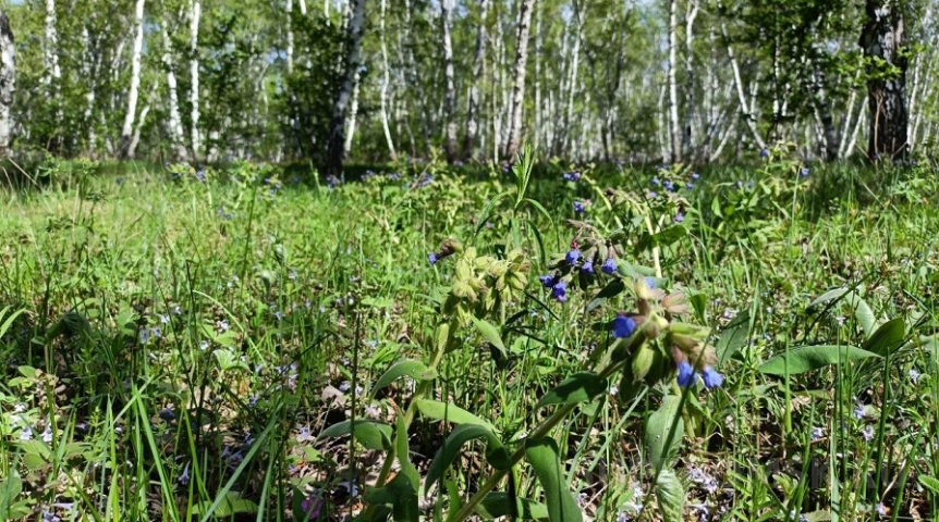 Стало известно о находке за деревней, где пять дней назад пропала молодая омичка