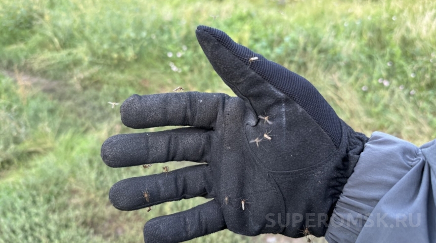 Эксперт рассказал, почему в Омске так много комаров