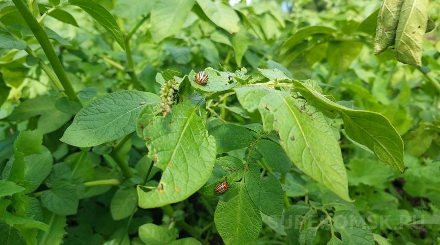 Стало известно, что за жуки-вредители массово скопились под Омском