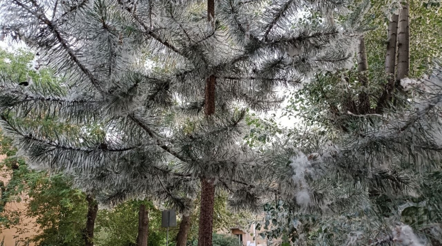 Шелест обратился к омичам из-за тополиного пуха