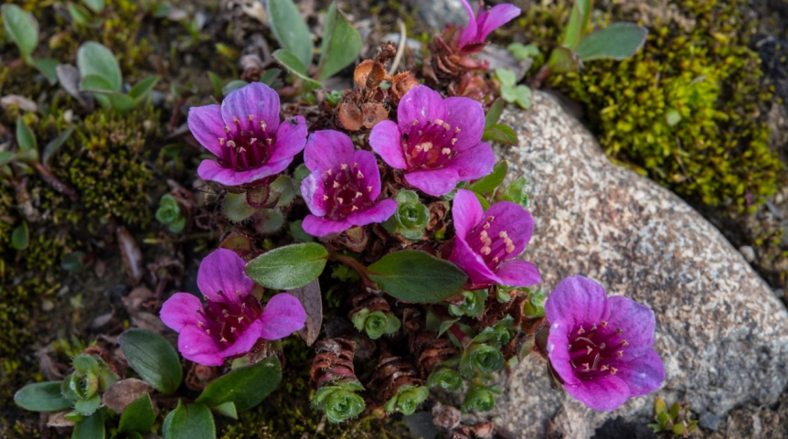 Флора Севера приспосабливается к мерзлоте