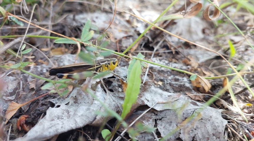 В Омской области из-за погоды началось отрождение личинок особо опасного вредителя
