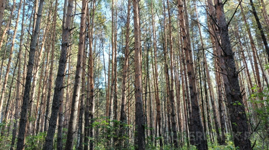 В Омской области инспектор ГИБДД возглавил Крутинский лесхоз